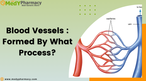 Blood vessels Formed by what process