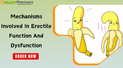 Mechanisms Involved in Erectile Function and Dysfunction