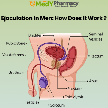 Ejaculation in Men How Does It Work