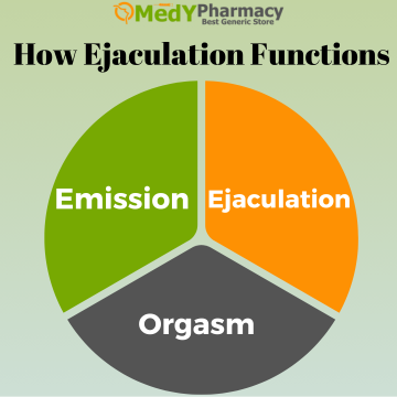 How Ejaculation Functions