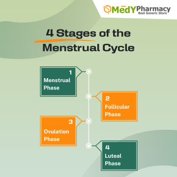 Four Stages of the Menstrual Cycle