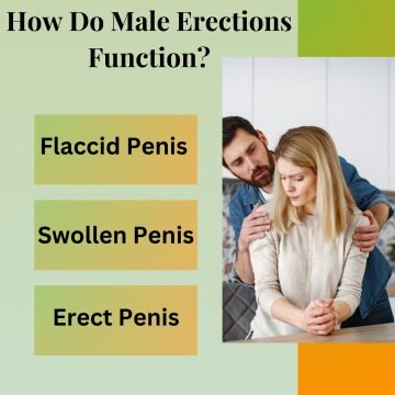 How Do Male Erections Function?