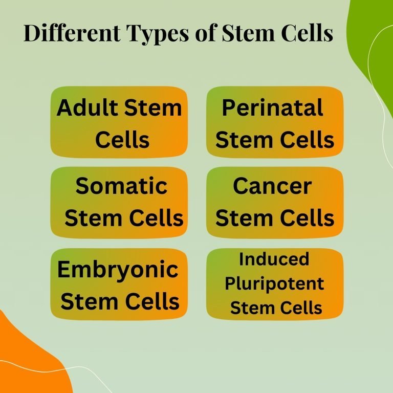 Different Types of Stem Cells