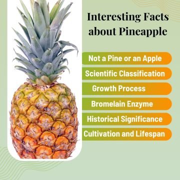 Interesting Facts about Pineapple