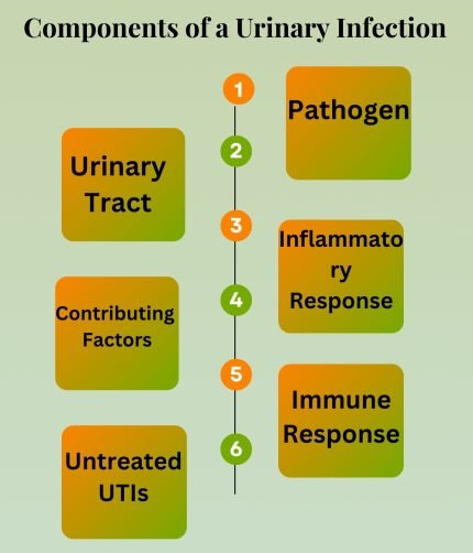 Components of a Urinary Infection