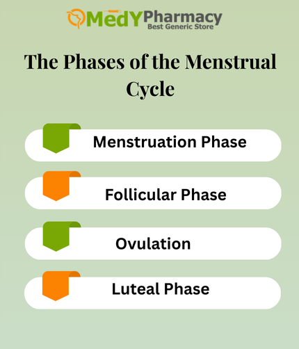 The Phases of the Menstrual Cycle