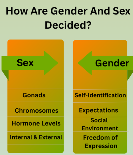 How Are Gender And Sex Decided?