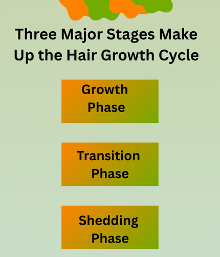 Three Major Stages Make Up the Hair Growth Cycle